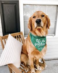 pin on dog life