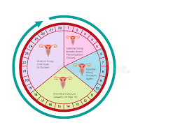 womens fertility cycle calendar with different stages