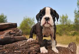 Inform people about puppy mills and backyard breeding situations so they may become better informed if they choose to buy a boxer puppy. Miniature Boxer Dog Breed Health Training Feeding Temperament And Puppies Petguide