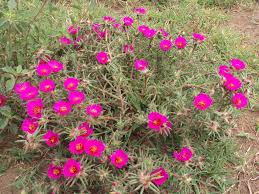Image result for Portulaca kermesina