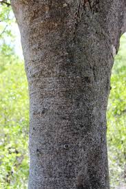 Image result for Celtis zenkeri