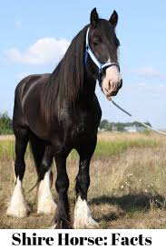 Shire Horse Facts Big Horse Breeds Shire Horse Different Horse Breeds