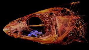 In some species of bony fishes the tongue has teeth which help to hold prey items. Meet The Vampire Parasite That Masquerades As A Living Tongue Live Science