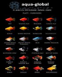The Different Types Of Guppies Tropical Fish Aquarium