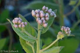 Image result for Pluchea