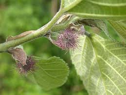 Image result for Broussonetia papyrifera