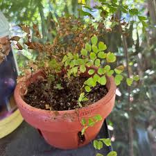 Image result for Adiantum poiretii