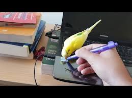 Muhabbet Kusu Limon Ile Oyun Oynadik Kusum Sana Limon Youtube