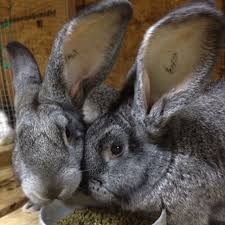 • rabbits may live two or more years in the wild, but when predators are numerous and weather conditions are Salt Pepper 3 Month Old Flemish Giants Kaninchen Niedliche Tiere Riesenkaninchen