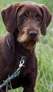 Pineridge Pudelpointers Hunting And Preserves Hunting Dogs Purebred Dogs Dog Breeds