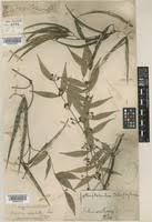 Image result for Parquetina calophylla