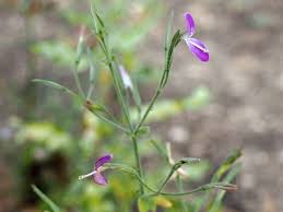 Image result for Dicliptera paniculata