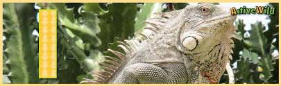 Children like to visit the zoo when taken for a weekend outing. A To Z Animals List For Kids With Pictures Facts Animal A Z Information