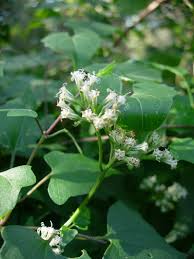 Image result for Mikaniopsis