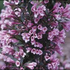 Check spelling or type a new query. Weigela Florida And Cvs Finegardening