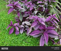 Get a glimpse of what it's like to be a field ecologist by going out into the field and constructing ecological. Colorful Royal Purple Image Photo Free Trial Bigstock