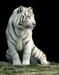 White Tiger Wikipedia Kaplanlar Hayvanlar Ve Hayvanlar Alemi