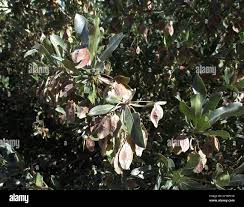 Image result for Terminalia sericea