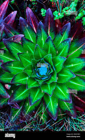 Image result for Sesbania keniensis