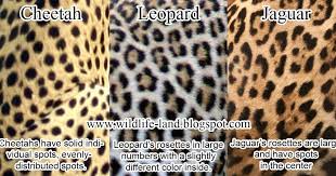 Coat Difference Cheetah Leopard Jaguar See Also The Difference Between Leopard Vs Cheetah Here Jaguar Spots Big Cat Print Jaguar