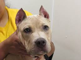 Some veterinarians may also refuse to crop a dog's ears at a certain weight. Dog Ear Cropping In Columbus Oh East Columbus Veterinary Hospital
