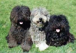 Pulis Hungarian Sheep Dogs Puli Dog Puli Dog Breed Puli