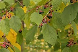 Image result for Alangium chinense