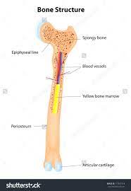 Related posts of long bone diagram labeled colored broken left elbow bone. Long Bone Internal Structure Human Anatomy Body Human Body Anatomy Human Bones Human Anatomy