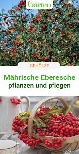Mahrische Eberesche Essbare Vogelbeere In 2020 Eberesche Pflanzen Ebern