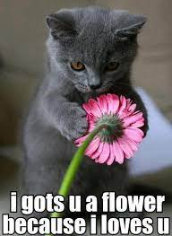 50 I Love You Memes For Him Love Messages