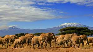 Drama as mcas trade barbs over a committee report. Kenya Country Information Natucate