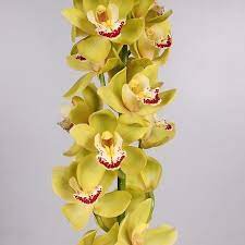 Cymbidium Orchid Jody Is A Strong Seasonal Green Cut Tropical Orchid It Is Approx 50cm Cymbidium Orchids Orchids
