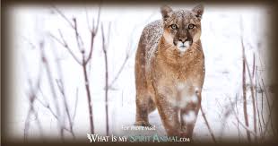 How fast must another animal be to escape a coyote that is pursuing it? Cougar Symbolism Meaning Cougar Spirit Totem Power Animal Aka Mountain Lion Puma