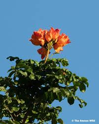 Image result for Brachycorythis pleistophylla