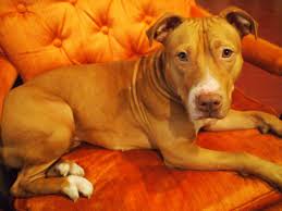 You should also avoid names that sound like popular commands (e.g. 525 Cute Female Dog Names And Meanings Pethelpful