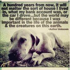 Veterinarian Quotes Inspirational Quotesgram