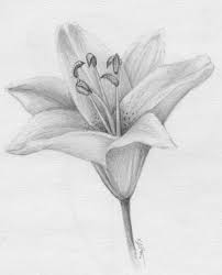 Check spelling or type a new query. Daffodils Daydreams January 2012 Lilies Drawing Flower Drawing Pencil Drawings Of Flowers