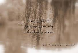 Aging Willow Haiku Haiku Poetry Haiku Very Short Poems
