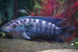 Sexing Jack Dempseys Fish Pet Pets Animals