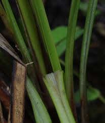 Image result for Pycreus unioloides