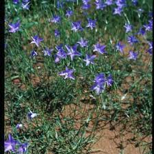 A perennial herb growing to 50cm in height and 30cm in spread with small soft linear leaves. Tall Bluebell Wt Landcare Flora Index
