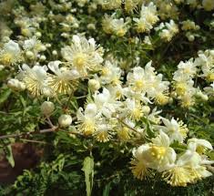 Image result for Clematis brachiata