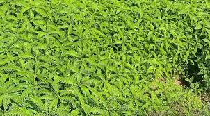 Image result for Sesbania bispinosa