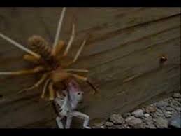 Camel spiders(we call them sun spiders where i live) will eat just about any other arthropod of the same size or smaller. Pin On Gross