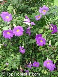 Image result for Thunbergia dregeana