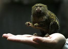 We did not find results for: Monkey Mania World S Smallest Monkey Cgtn