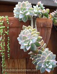 Succulents Ghost Plant Plants Succulents