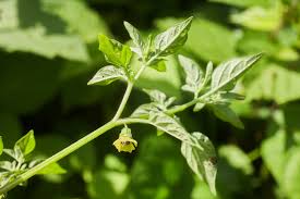 Image result for Physalis lagascae