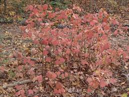 Like maple trees, mapleleaf viburnum also boasts strong fall color. Viburnum Acerifolium Cure Nursery