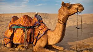 If you want to get a better feeling for how the city is laid out, you___walk downtown and explore the waterfront. The Camel Walk Camels And Camel Keepers Of The Thar Desert Pushkar Rajasthan Youtube